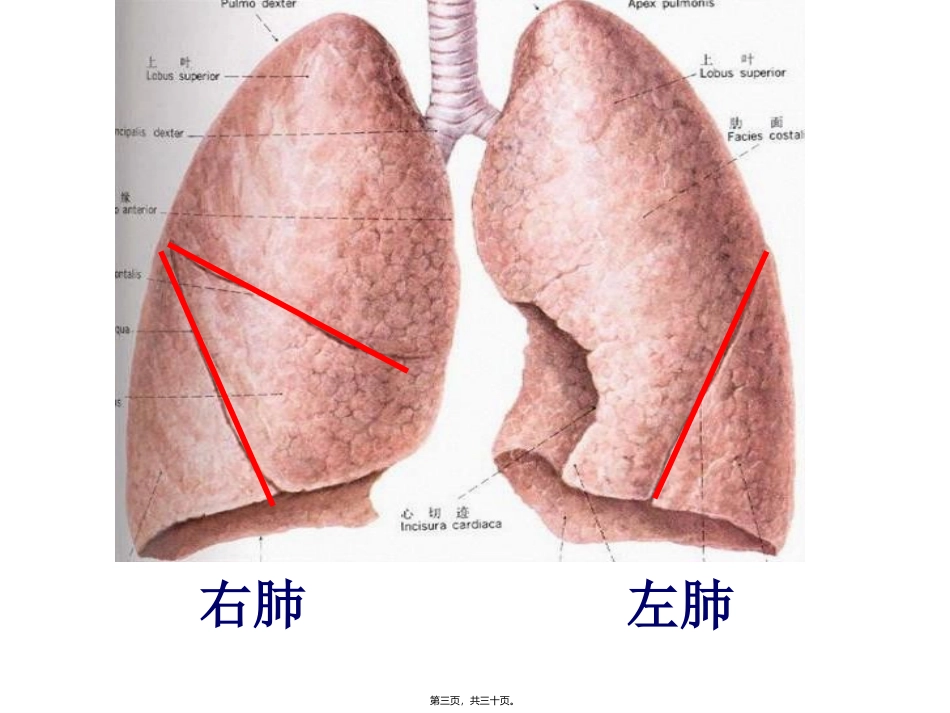 8发生在肺内的气体交换_第3页