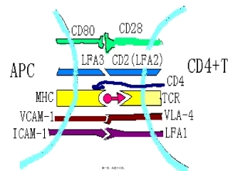 8淋巴细胞的抗原受体与辅助分子1