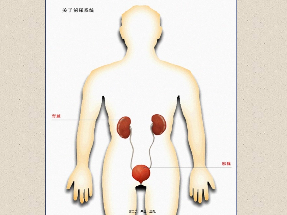 8-泌尿系统_第2页