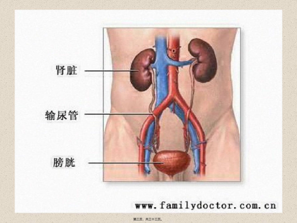 8-泌尿系统_第3页