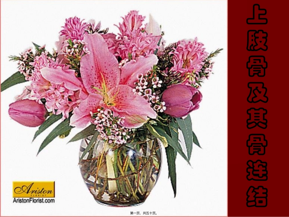 D上肢骨及其骨连结_第1页