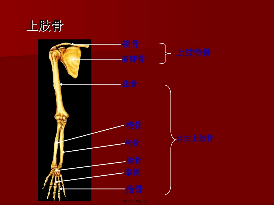 D上肢骨及其骨连结_第2页