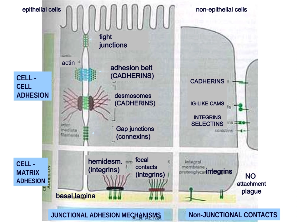8细胞粘附分子(研01)_第3页