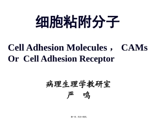 8细胞粘附分子(研01)