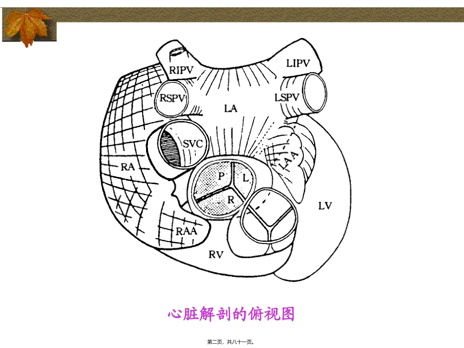 陈良华-房性心动过速的射频消融_第2页
