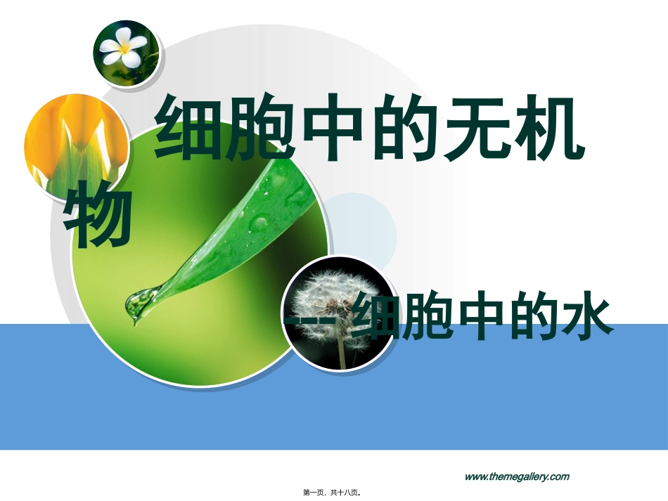 yml细胞中无机物_第1页