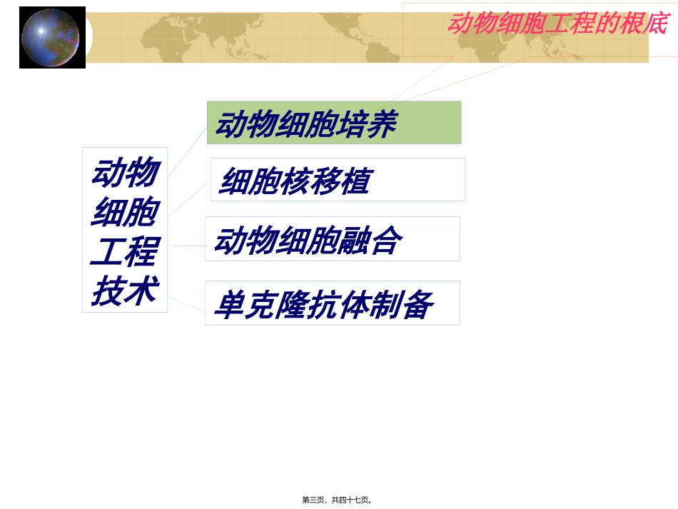 YY动物细胞工程12.ppt_第3页