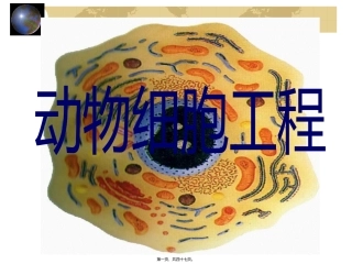 YY动物细胞工程12.ppt