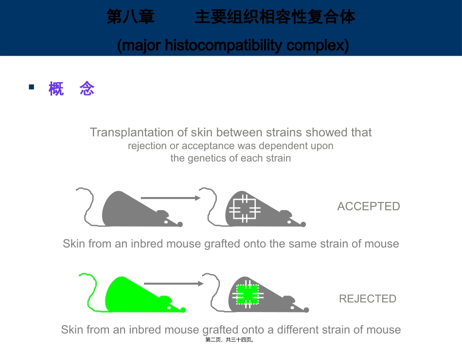 8-主要组织相容性复合体_第2页