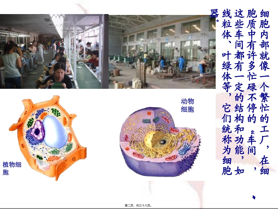 y细胞器—系统内的分工合作_第2页