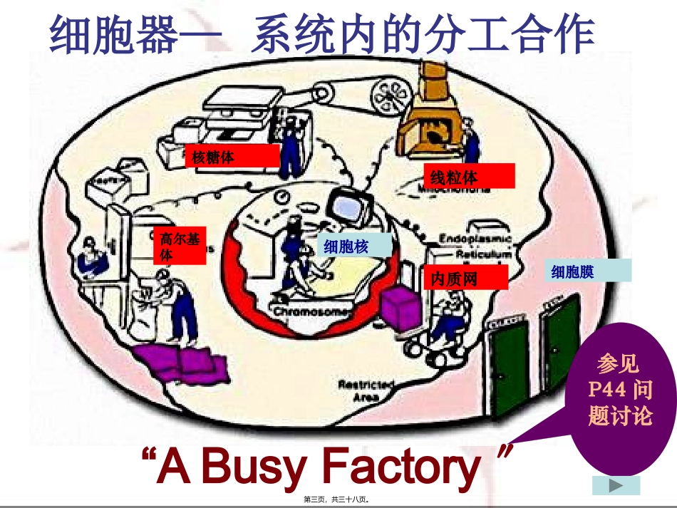 y细胞器—系统内的分工合作_第3页