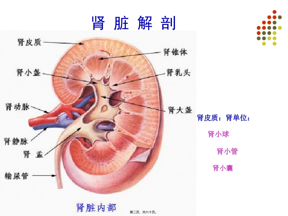 zhz-第10章泌尿生殖系统显像_第2页