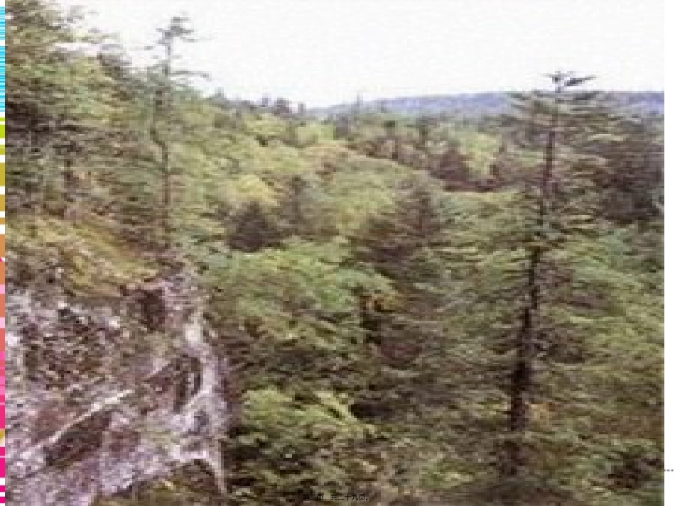 z地下森林8373精讲_第2页