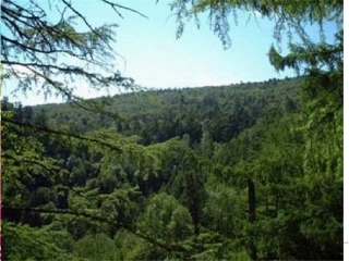 z地下森林8373精讲