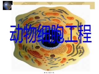z动物细胞工程12.ppt