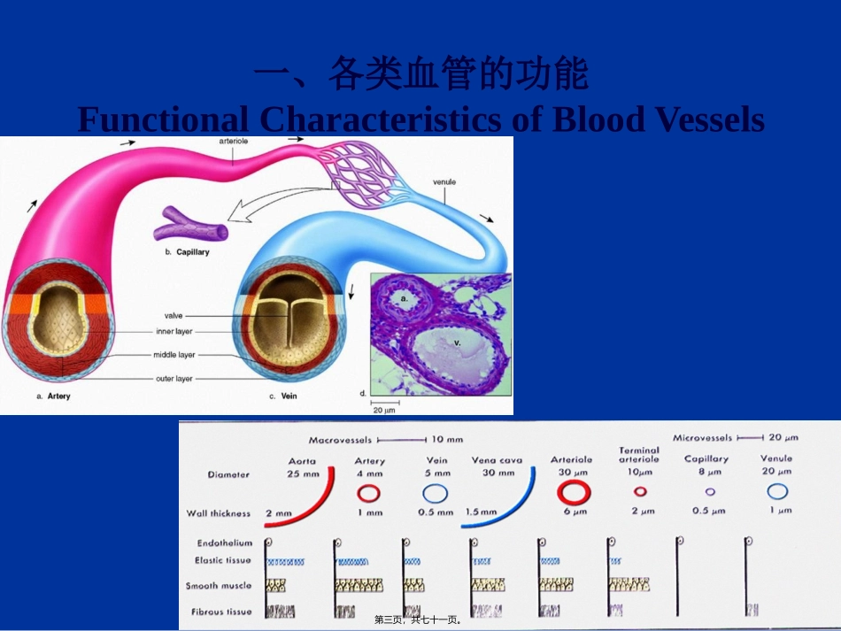 9.2-血管生理_第3页