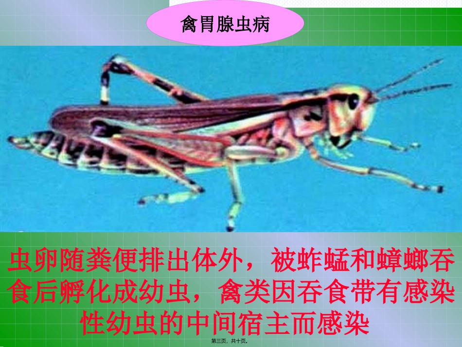 49禽胃线虫病_第3页