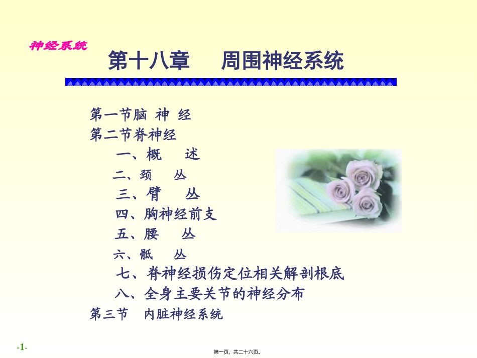 52-周围神经系统脑、脊神经_第1页