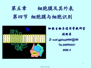 54-膜受体与细胞识别课稿
