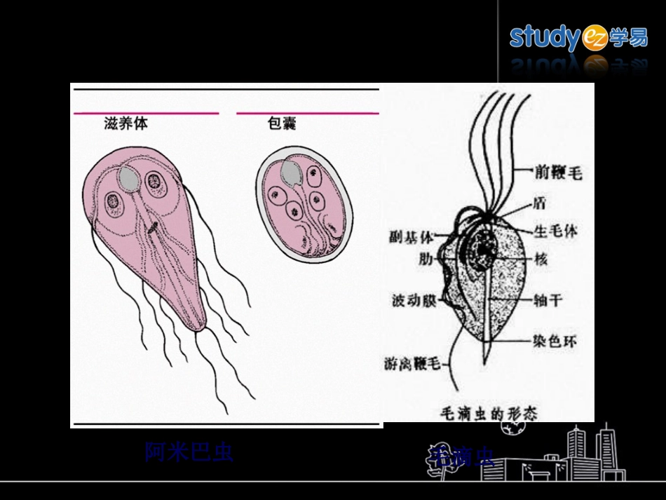9抗阿米巴病药和抗滴虫病药_第1页
