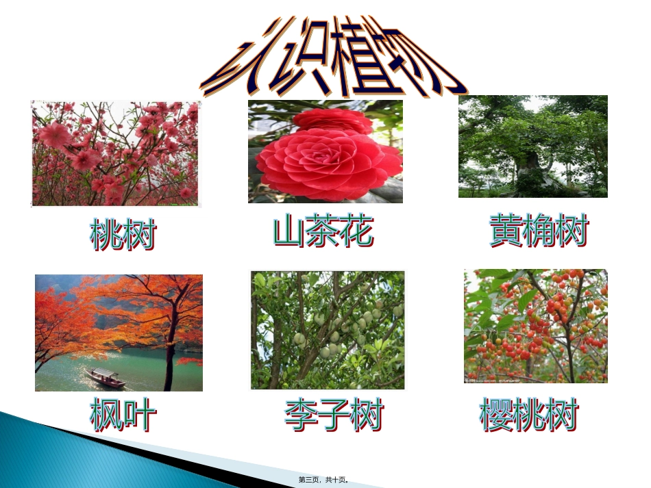 爱护花草树木主题班会_第3页