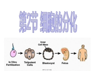 A.细胞分化是遗传物质改变的结果B.