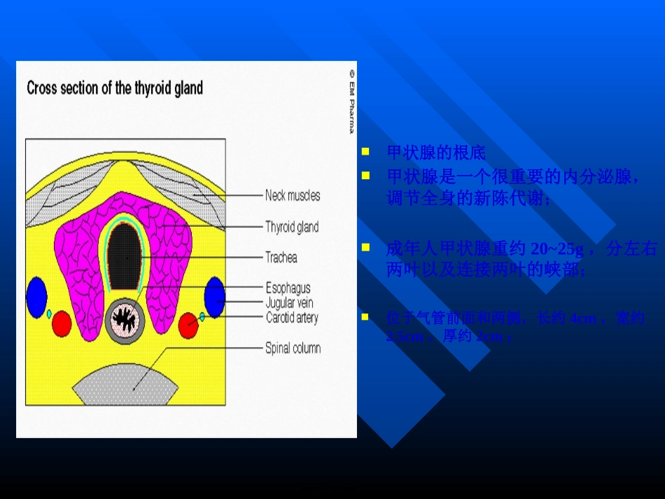 Graves病诊治新思路huang_第2页