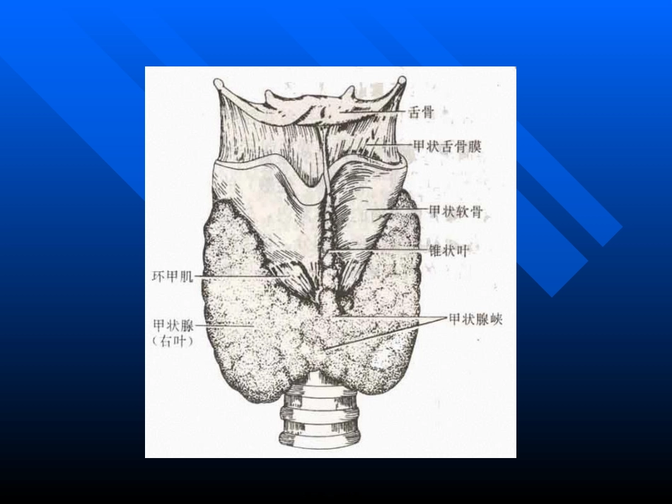 Graves病诊治新思路huang_第3页