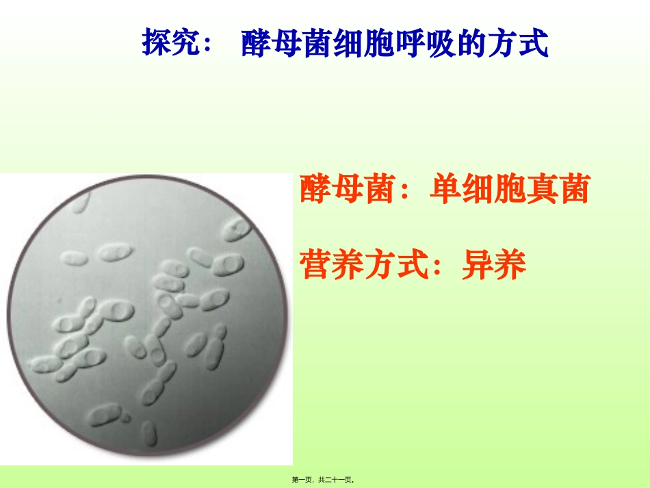 531细胞呼吸之酵母菌细胞呼吸方式_第1页