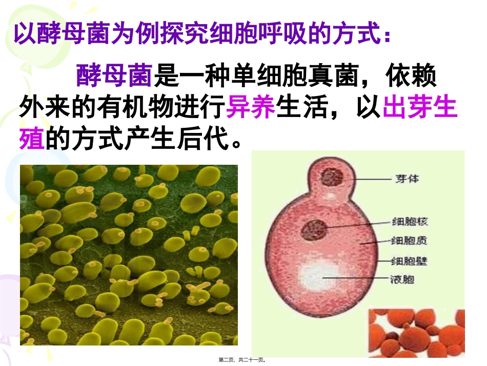 531细胞呼吸之酵母菌细胞呼吸方式_第2页