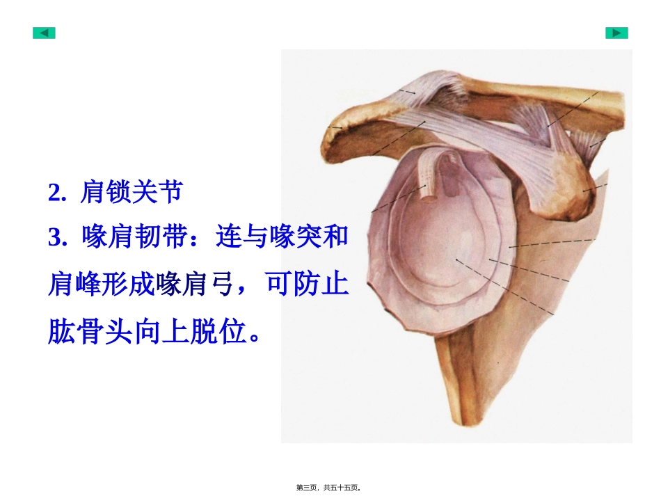 901-4附肢骨连结_第3页