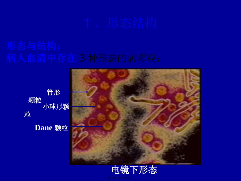 HBV-X-蛋白与原发性肝癌_第3页