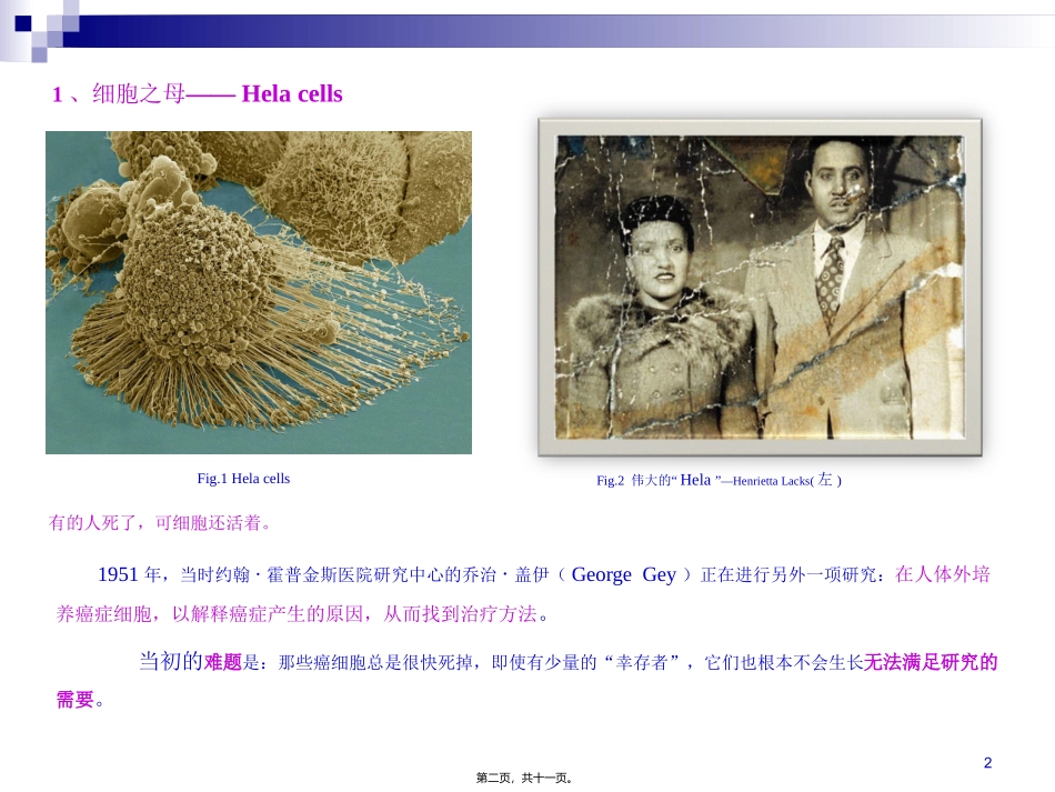 Hela细胞的研究及对癌症研究的贡献_第2页