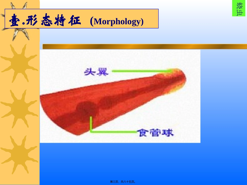 2007第三讲-线虫(蛲、旋、丝)_第3页