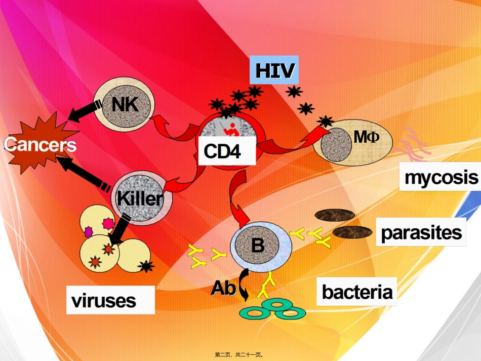 HIV的致病机制_第2页
