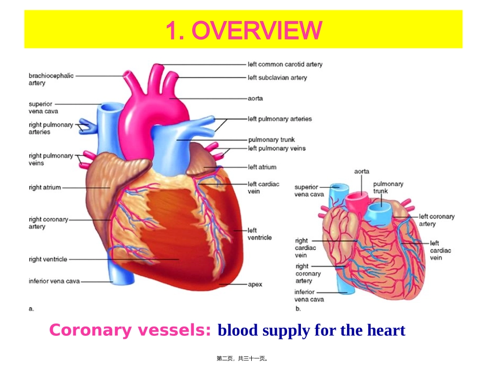 Antianginal-Drugs(抗心绞痛药)_第2页