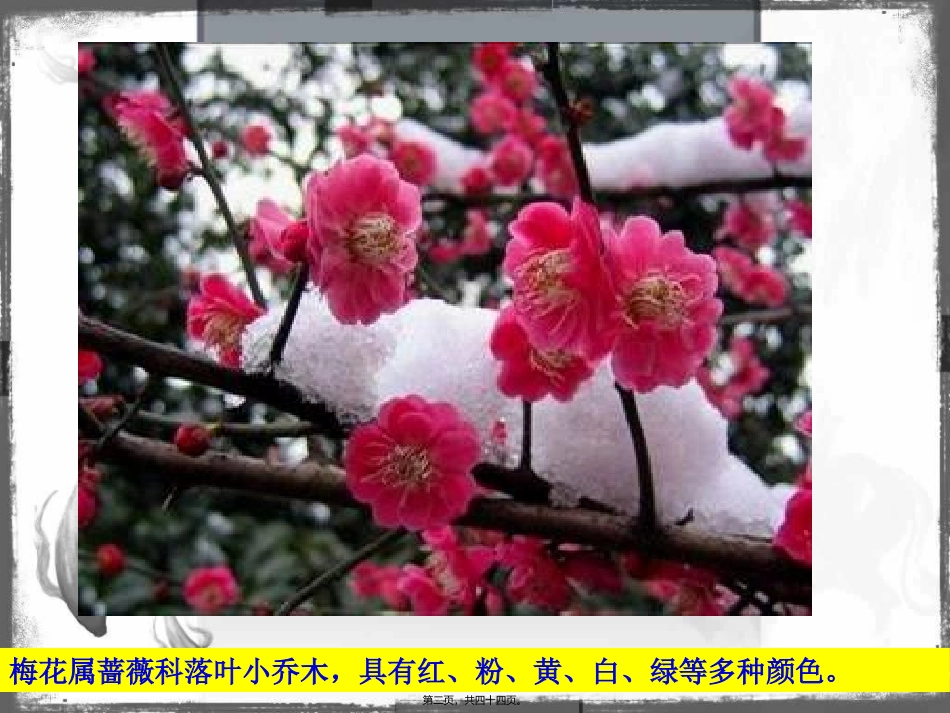 班会梅花香自苦寒来1_第2页