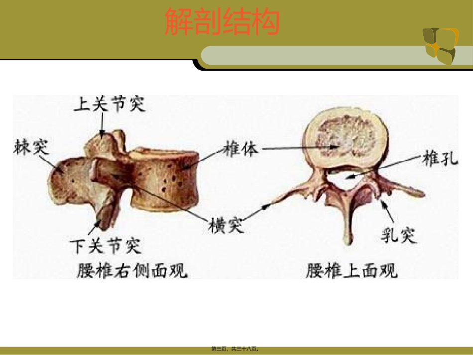 ppt腰椎手术配合_第3页