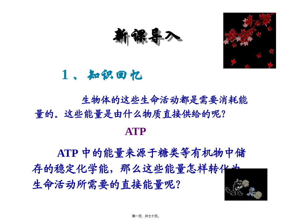 ATP的主要来源——细胞呼吸-(共69张ppt)_第1页