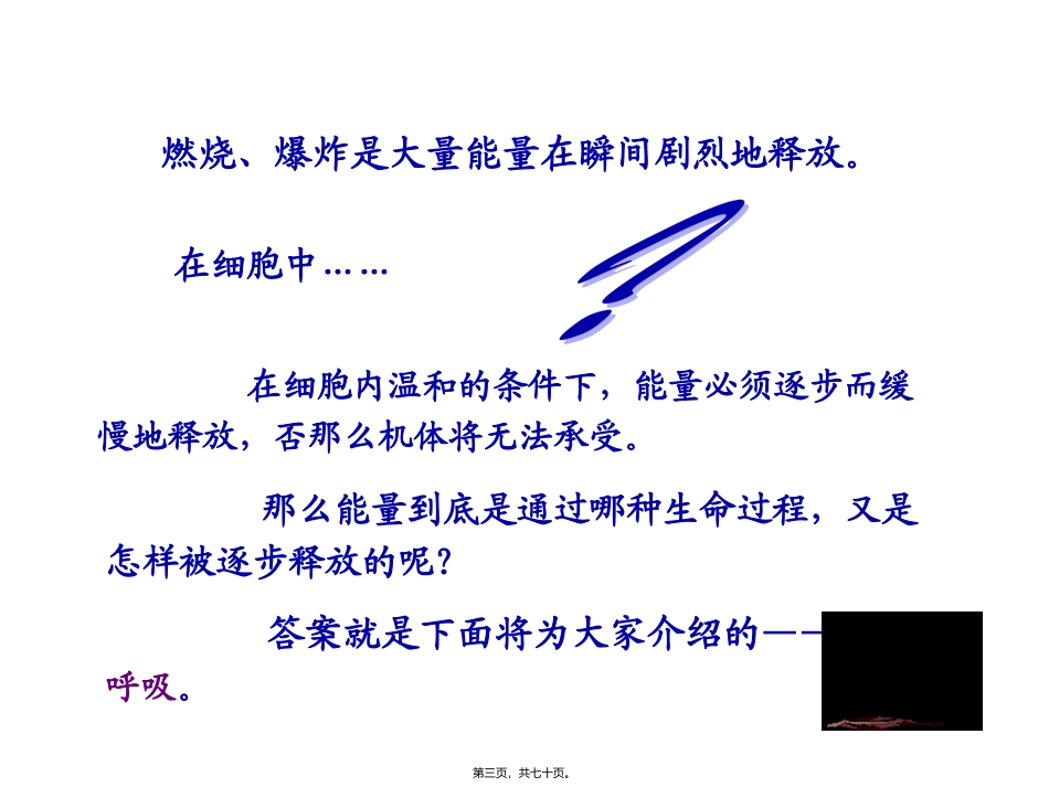 ATP的主要来源——细胞呼吸-(共69张ppt)_第3页