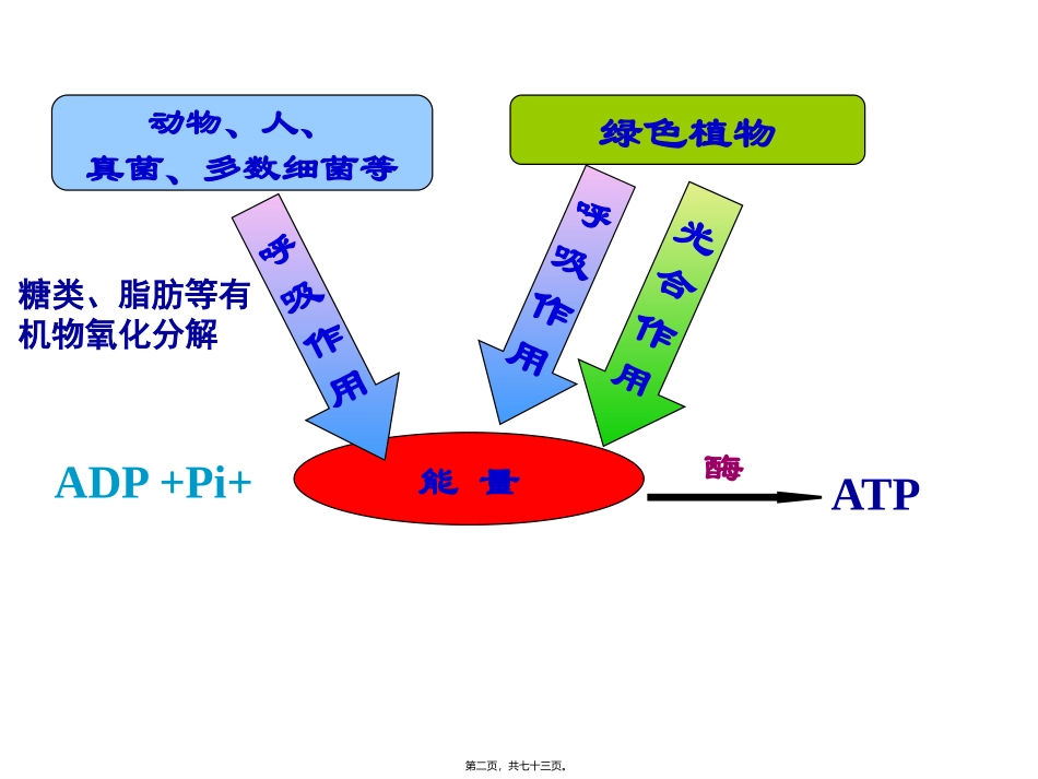 ATP的主要来源-细胞呼吸(上课)综述_第2页