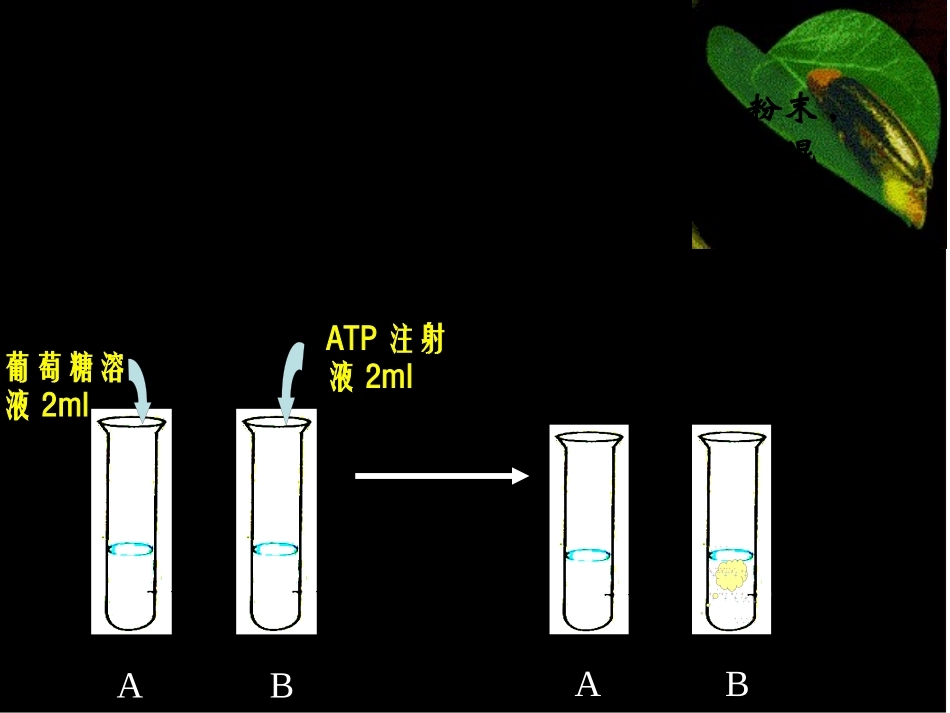 ATP-细胞的能量通货ppt_第2页