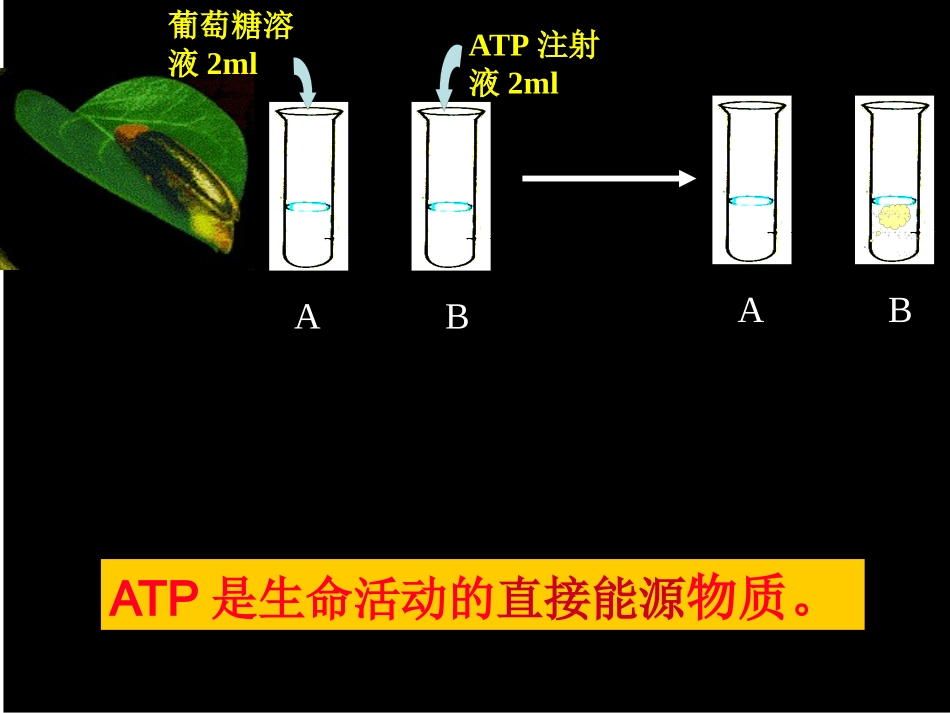 ATP-细胞的能量通货ppt_第3页