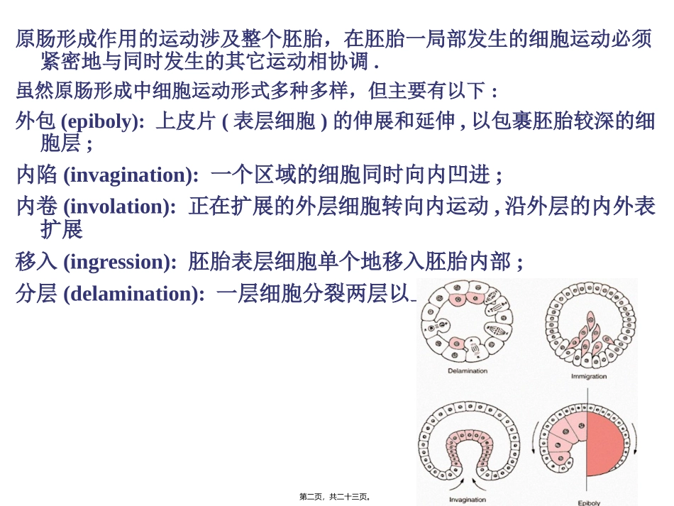A-第4章--原肠形成_第2页