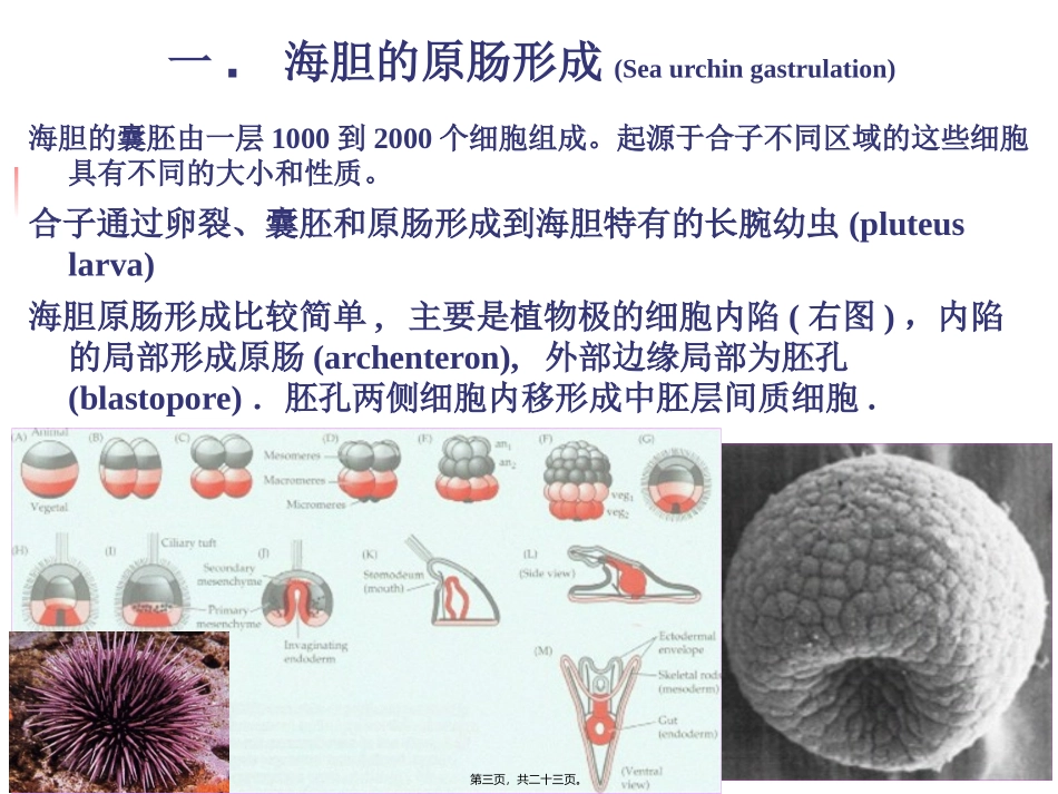 A-第4章--原肠形成_第3页