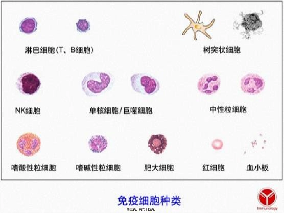 B淋巴细胞活化_第3页
