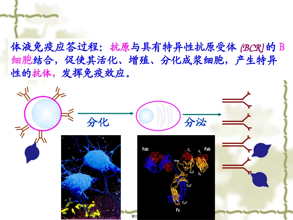 B淋巴细胞介导的体液免疫应答_第3页