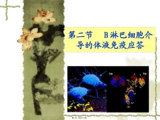 B淋巴细胞介导的体液免疫应答