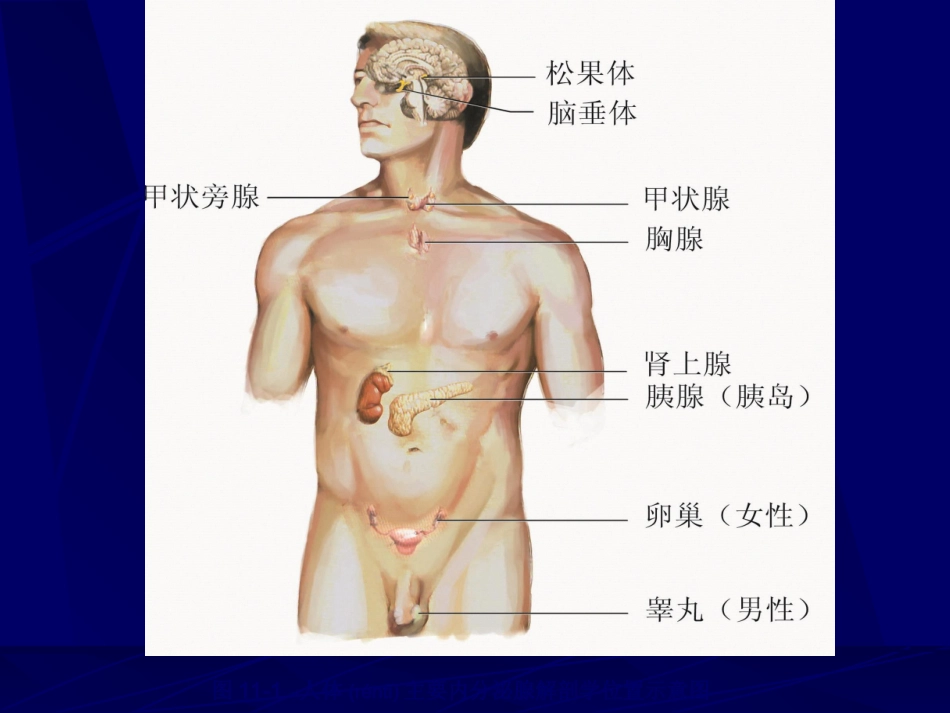 2022年医学专题—组织学与胚胎学-内分泌系统_第3页