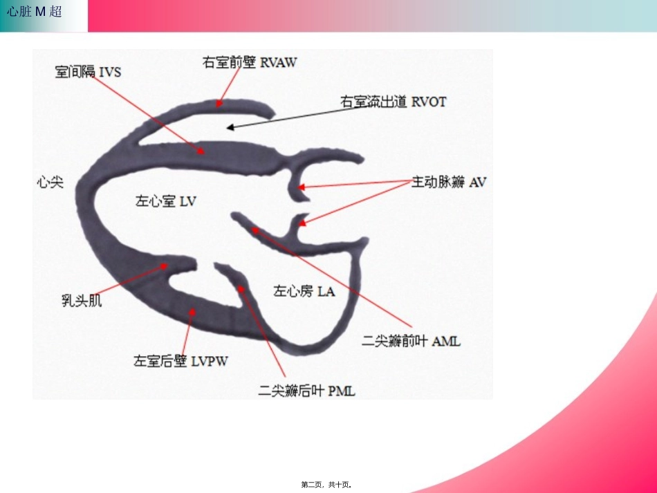 B心脏M超资料_第2页